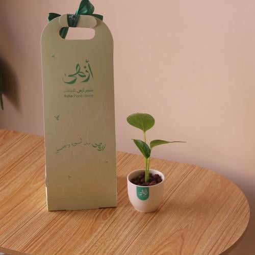 بوتس صغير