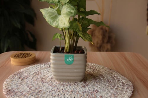 سنجونيوم (رجل البط)