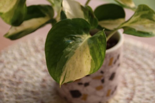 بوتس مانجولا