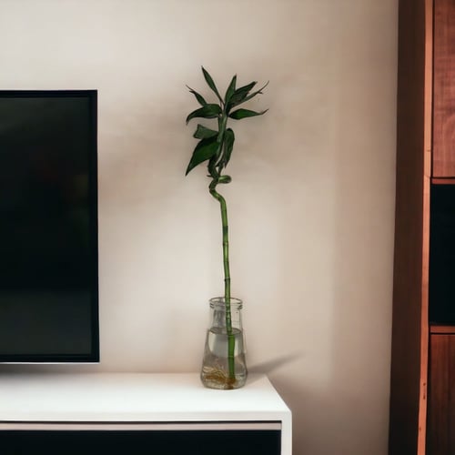 البامبو صغير