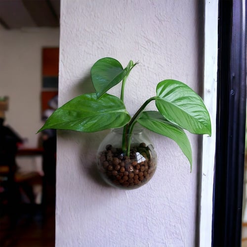 بوتس جدارية