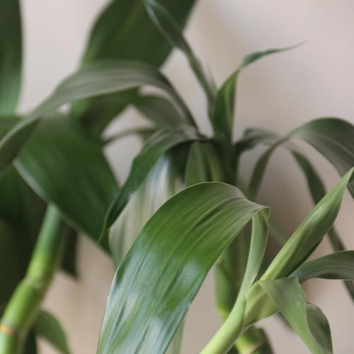 ربطة بامبو كبير