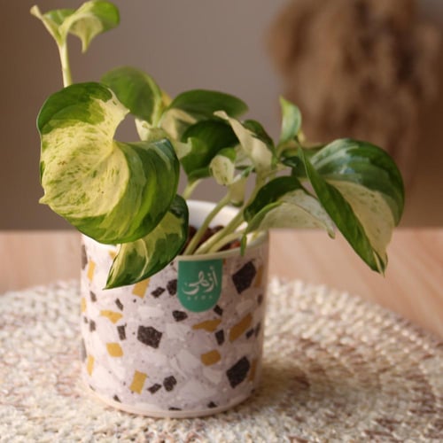 بوتس مانجولا