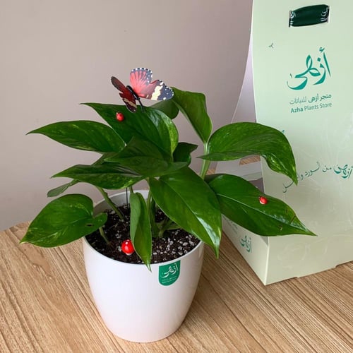 بوتس كبير