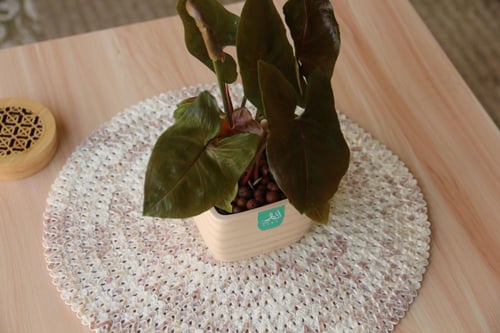 سنجونيوم (رجل البط) بني