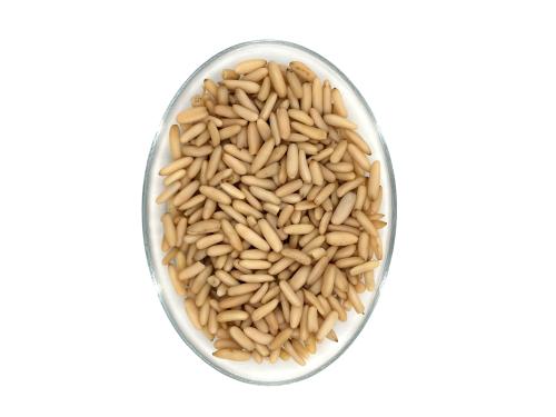 Chilgoza - Pine Nut Kernels