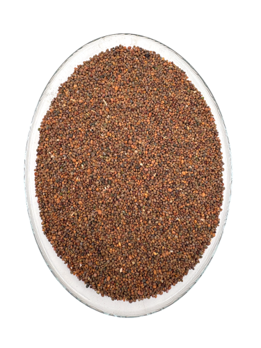 Jarjeer - Arugula Seeds