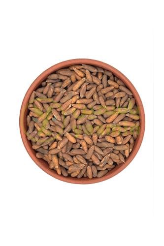 Chilgoza - Pine Nut Whole