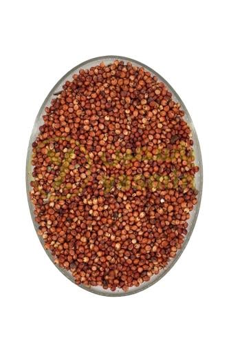 Red Jowar - Sorghum