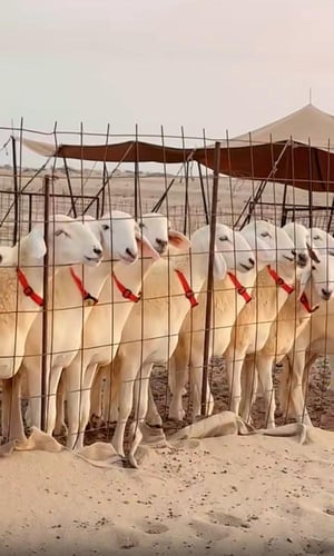 اطواق الرقبة ( ترقيم الحلال )