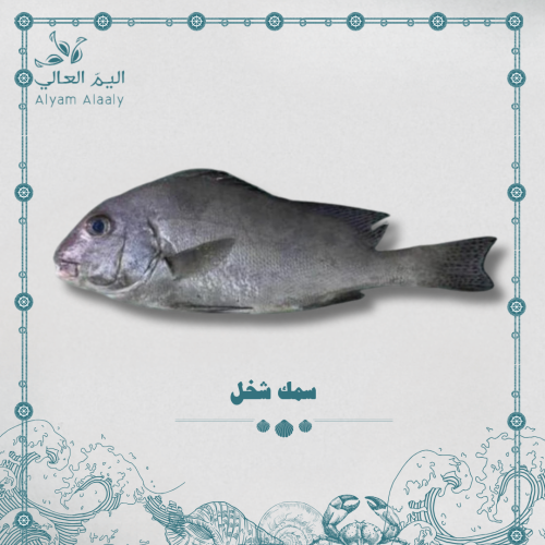 سمك شخل - Shakhal