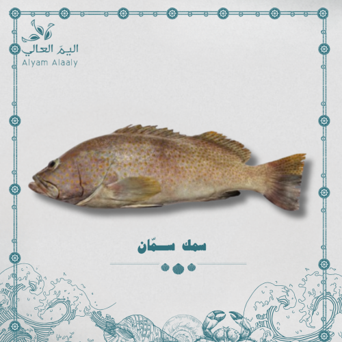 سمك سمّان - Simman