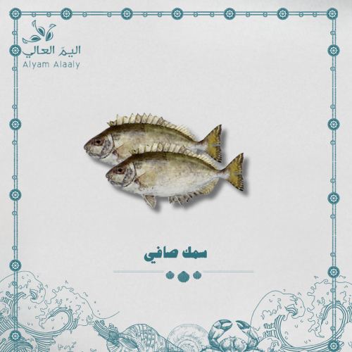 سمك صافي - Safi