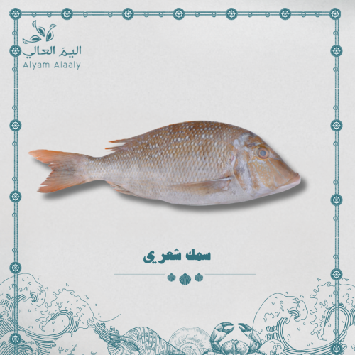 سمك شعري كبير - Shieri