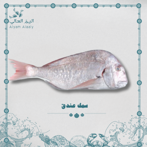 سمك عندق كبير - Einduq