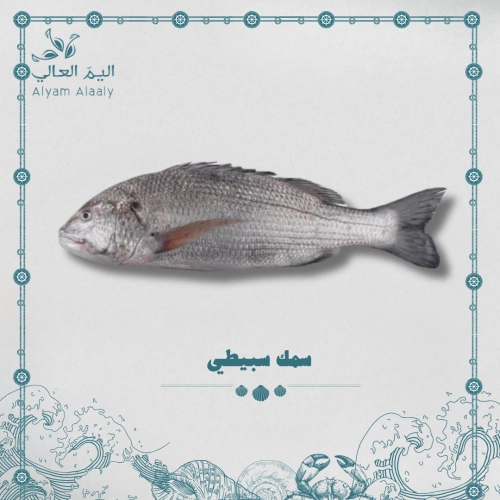 سمك سبيطي ( عماني ) - Sabiti