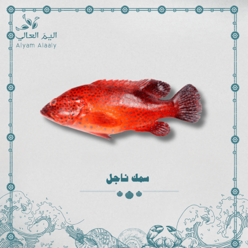 سمك ناجل - Najil
