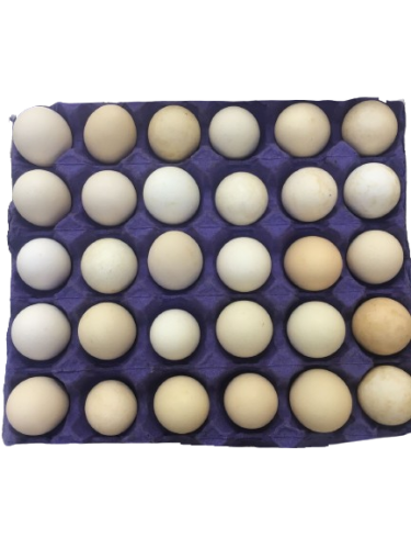 Qassim hybrid eggs 30 pieces