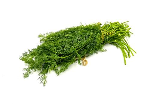 شبت القصيم حبه