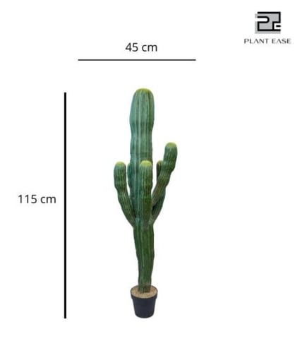 شجرة 13