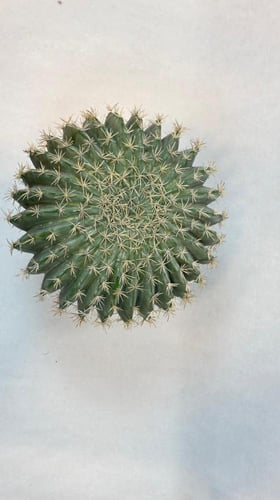 شجرة 12