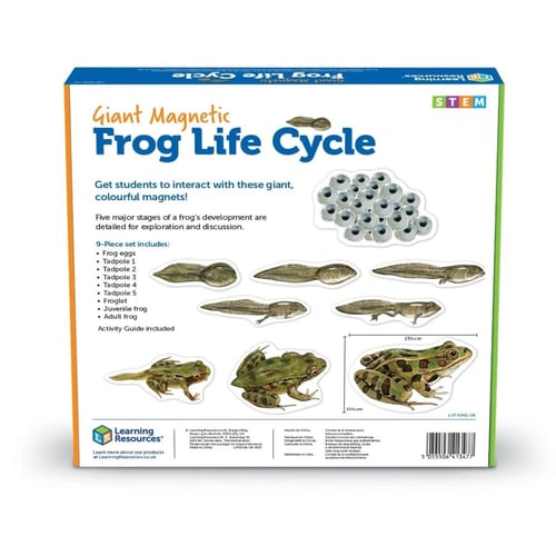 مجموعة عرض دورة حياة الضفدع المغناطيسي العملاق