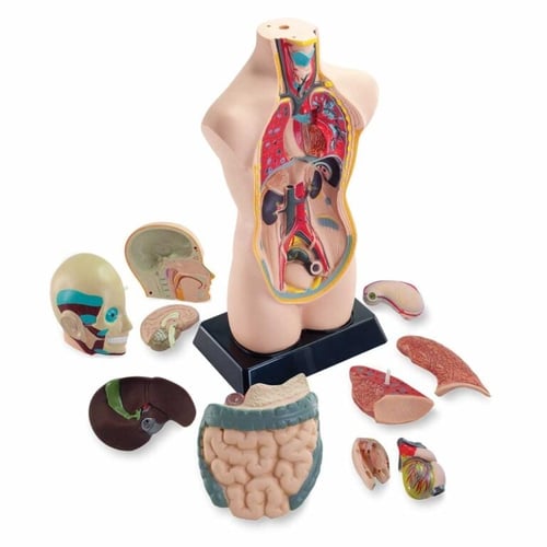 مجسم جسم الإنسان 11 قطعه بطول 50.8 سم