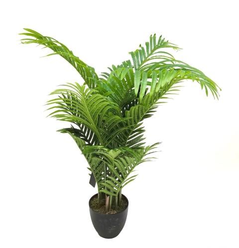 نخلة الأريكا