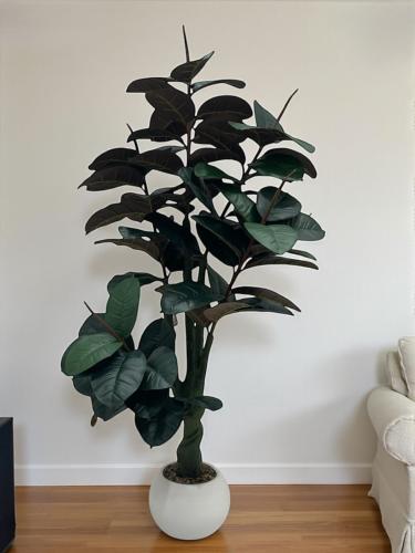 شجرة المطاط