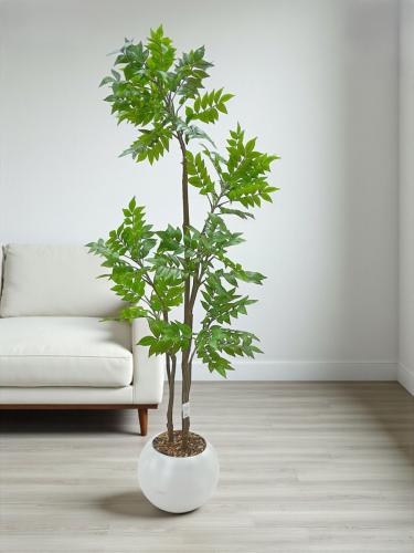 شجرة الفيكس ليراتا