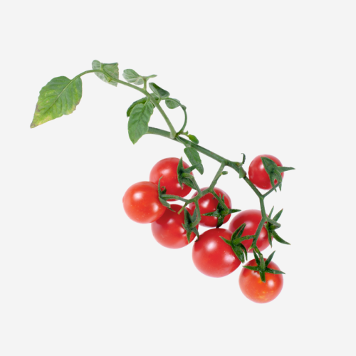 طماطم الكرز - Cherry Tomato - علبة : ( 300 جم )