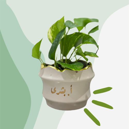 فازة نبتة البوتس
