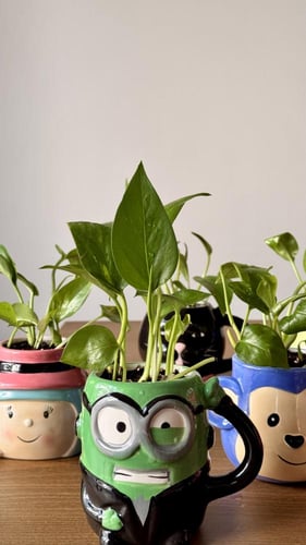 نبتة الكوب العشوائي