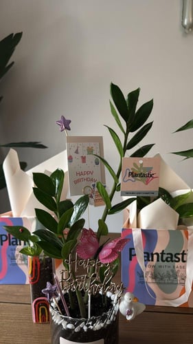 نبتة الزاميا | birthday theme