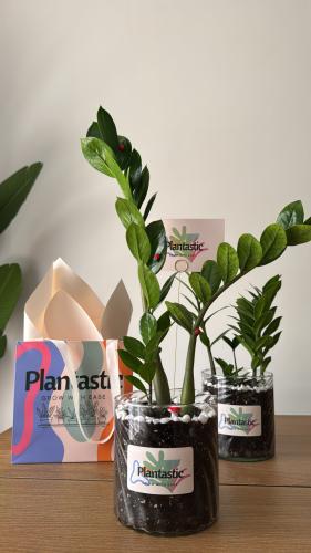 نبتة الزاميا | ZZ