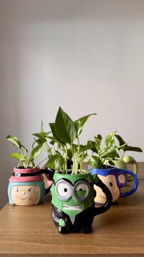 نبتة الكوب العشوائي