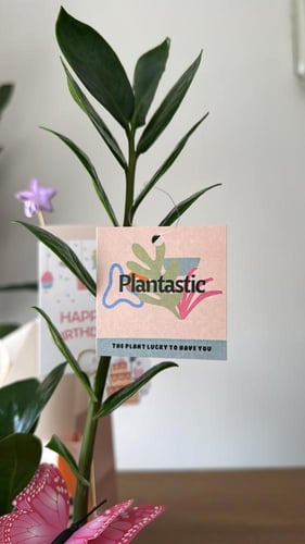 نبتة الزاميا | birthday theme