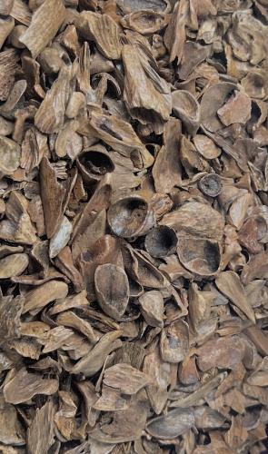 كمبودي قواقع نوادر