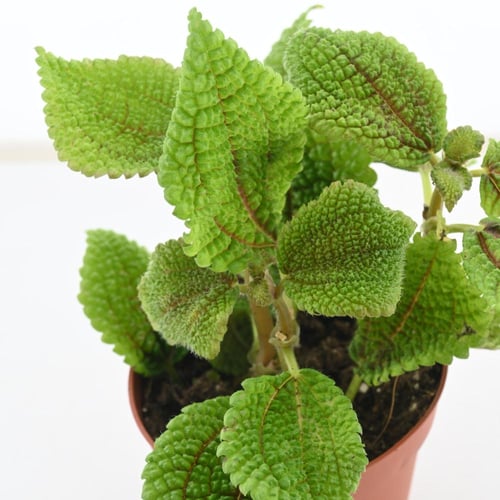 جينورا أورانتياكا 'نبتة المخمل'