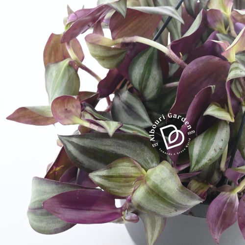 ترادسكانتيا كاليزيا ريبينس 'السيدة الوردية'