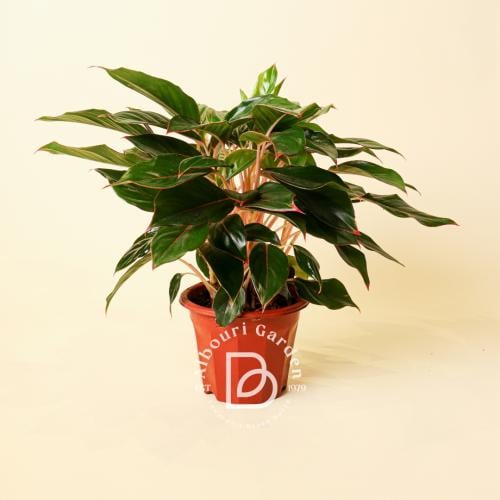 أجلونيما 'جنجال ريد'