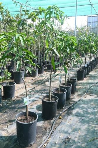 شجرة المانجو