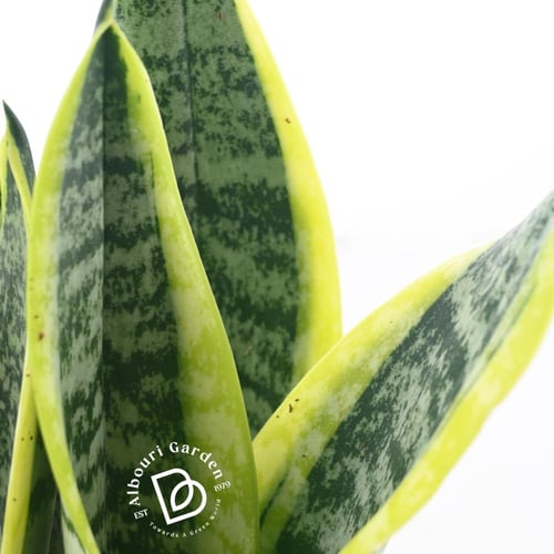 الثعبان/سانسيفيريا تريفاسييتا 'دراسينا تريفاسييتا'