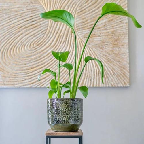 احواض دائريه أخضر من السيراميك (4 أحجام)