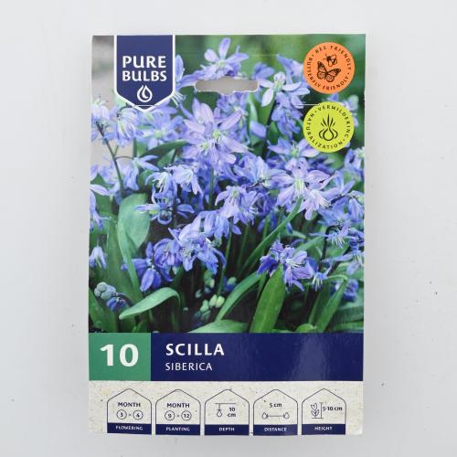 سيلا سيبيريكا - ١٠ بصيلات