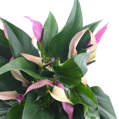 أنثوريوم متنوع الألوان 'زهرة الفلامنغو'