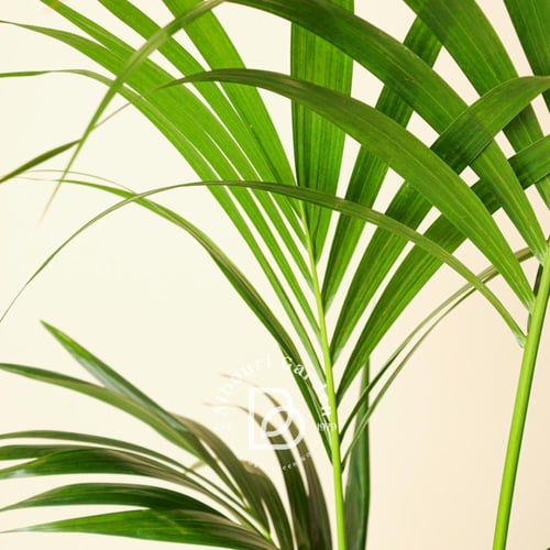 نخيل كنتيا 'هويا فورستريانا' - بصغر