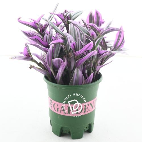 ترادسكانتيا كاليزيا ريبينس 'السيدة الوردية'