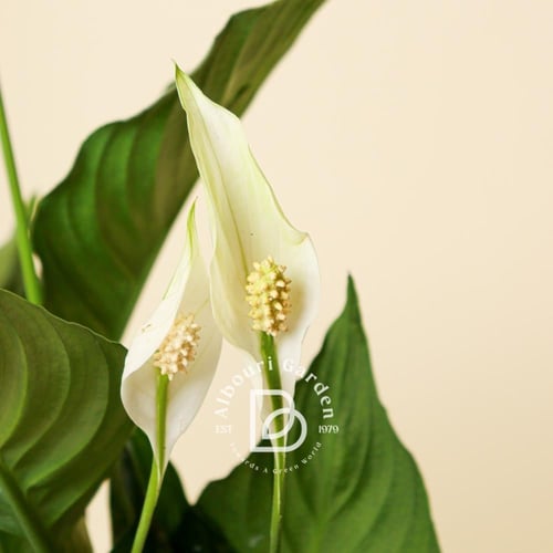 زنبق السلام 'الأشرعة البيضاء'