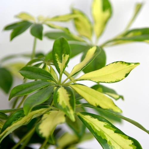 طقم هدايا جرين ديلوكس: نبات وصندوق هدايا مميز